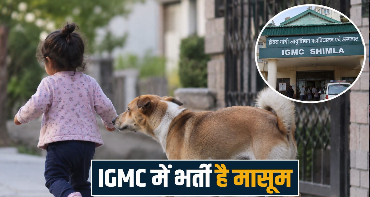 dog house shankli shimla himachal igmc treatment hospital