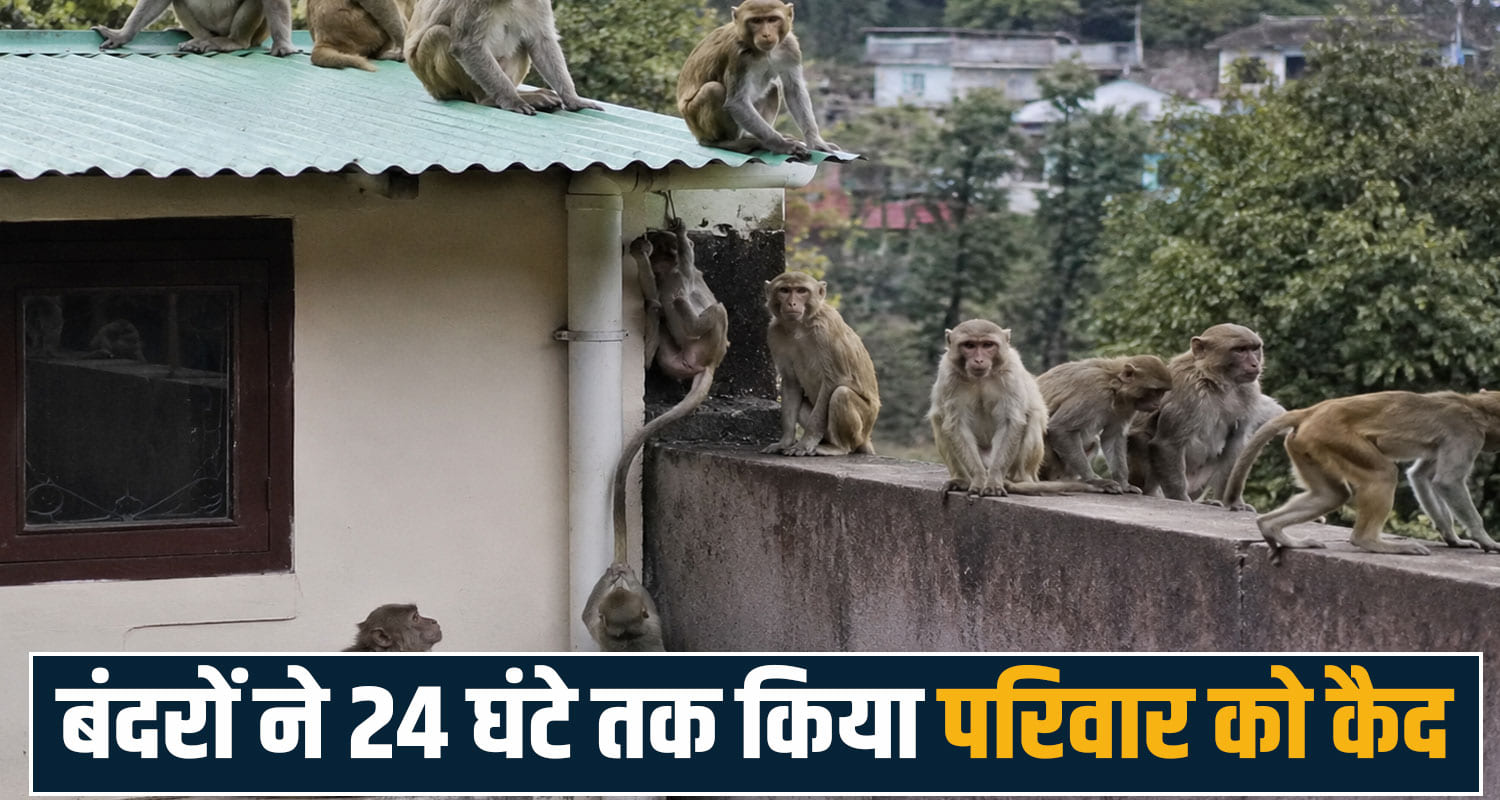 monkeys group 24 hours terrace family locked room kangra palampur himachal