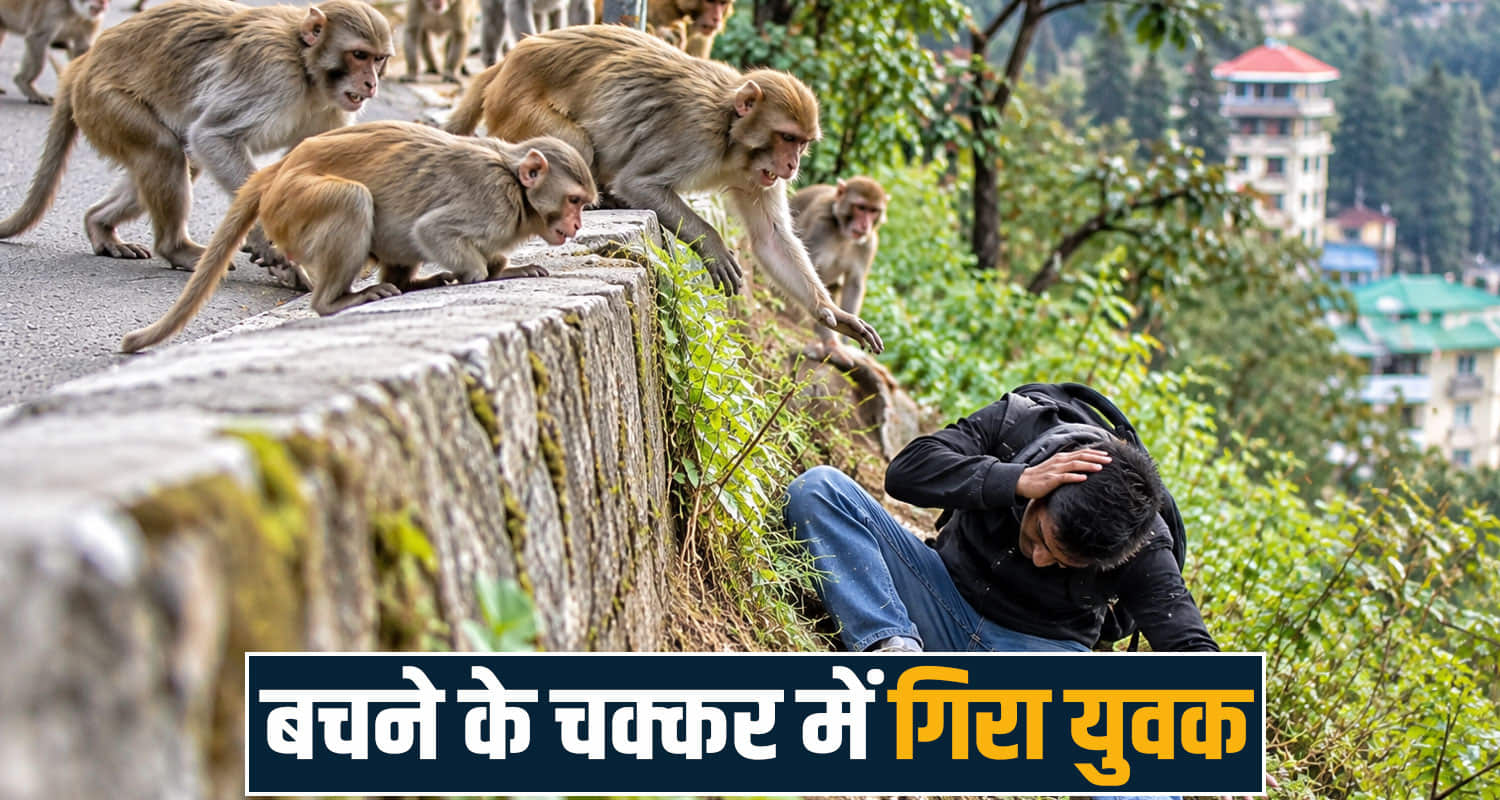 Shimla Monkey Attack