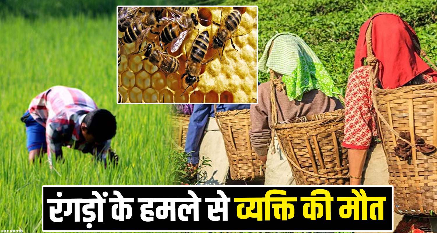 shimla husband wife hornet