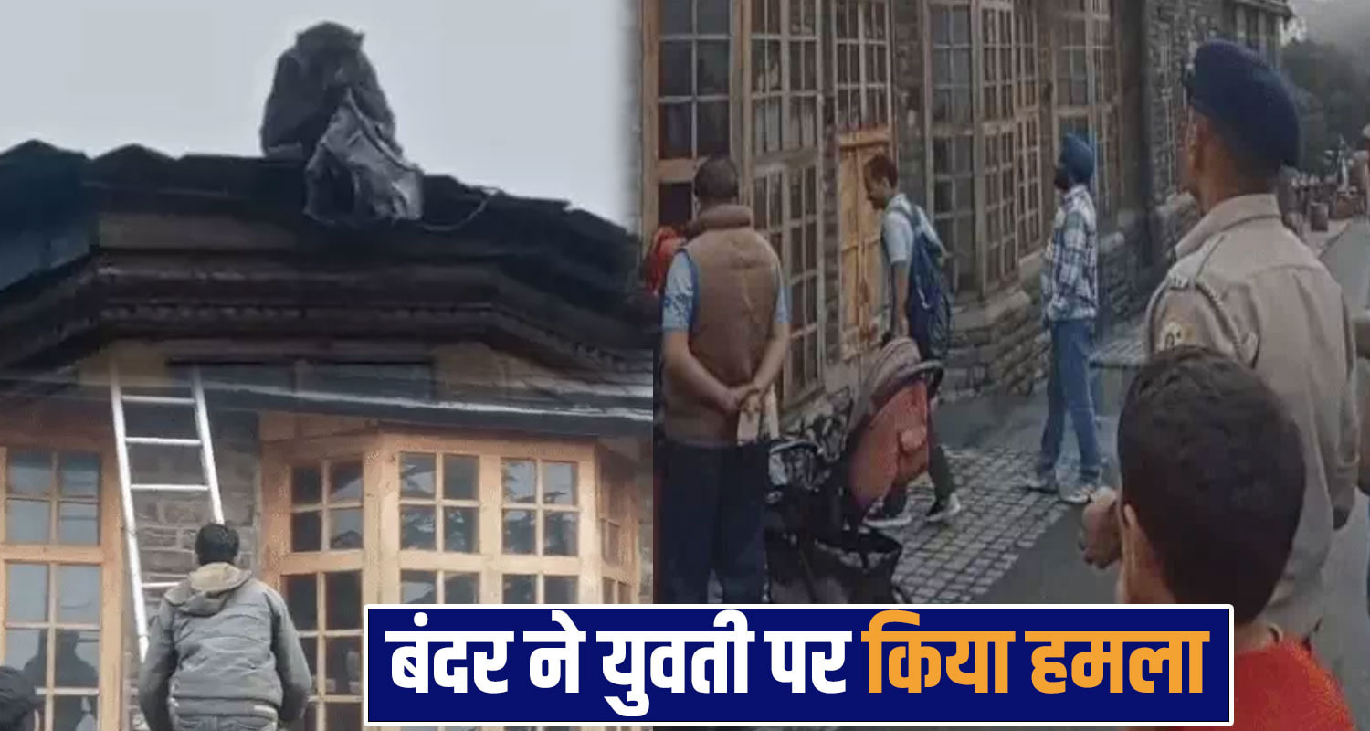 monkey theft in shimla