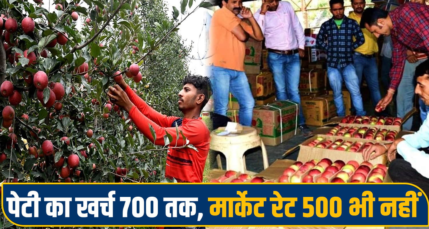 Apple Farmers Himachal