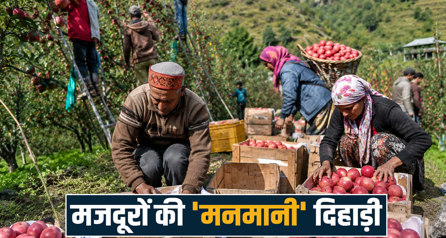 Himachal Shimla Apple Season Farmers Orchard Labour Wages Kotkhai Theog Agriculture