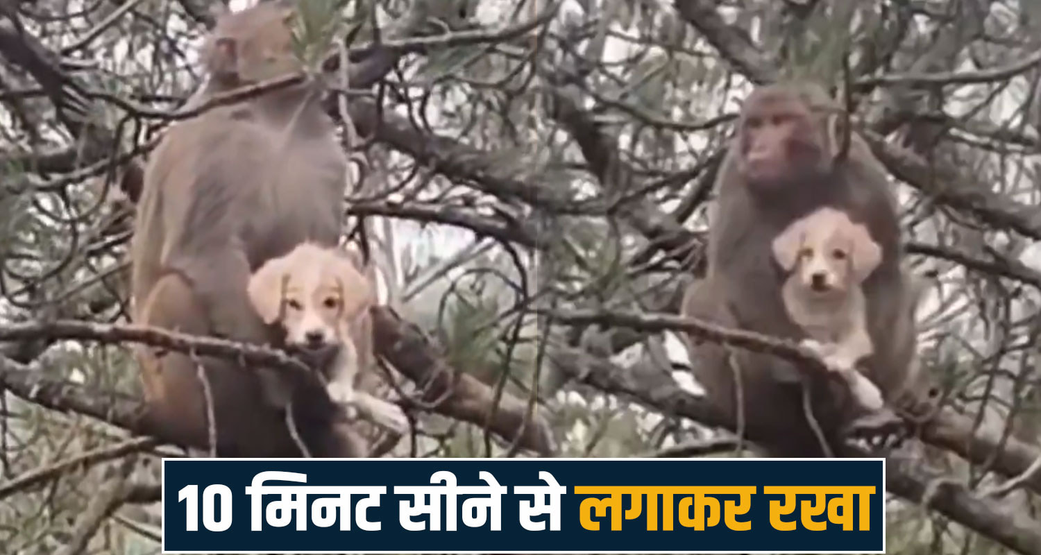 monkey tree dog puppy public viral video mandi rewalsar himachal