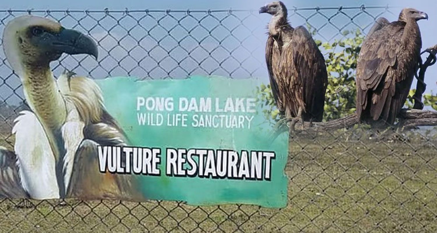 Himachal Vulture Restaurant