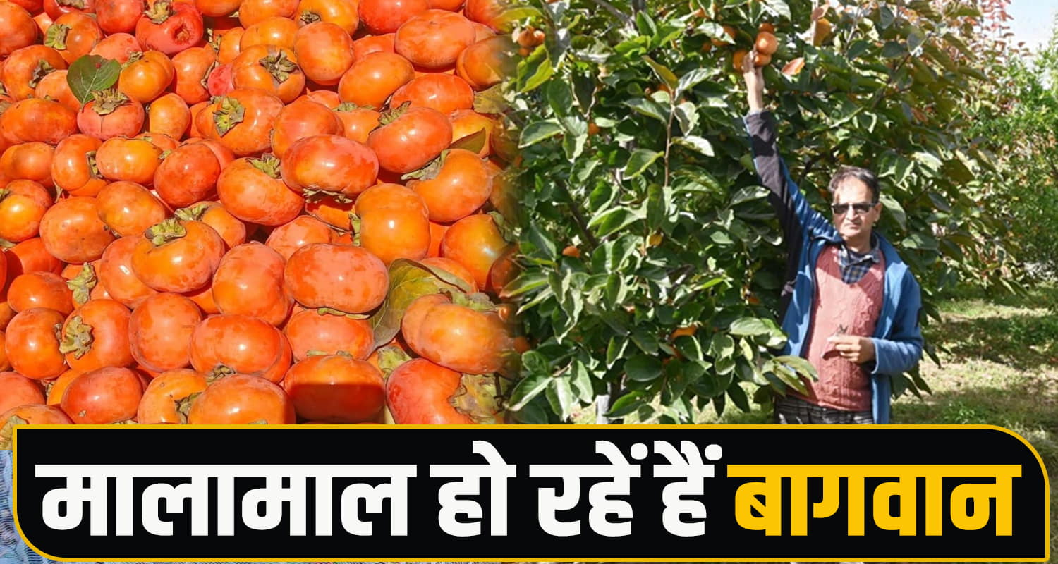 Himachal Agriculture