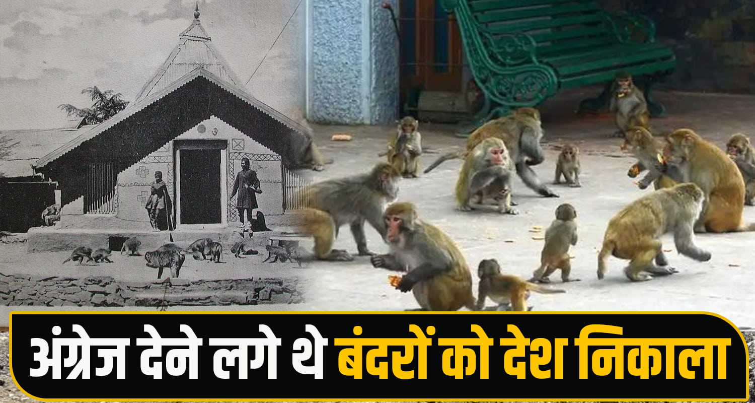 Shimla Monkeys