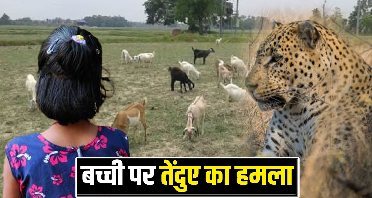 Bilaspur Leopard School Girl Goats Village Himachal