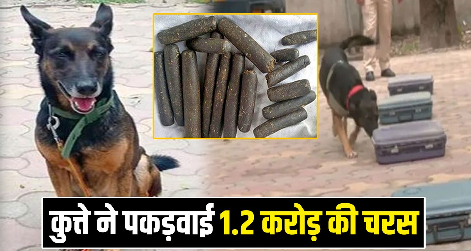 Charas Smugglers Sniffer Dog Amro