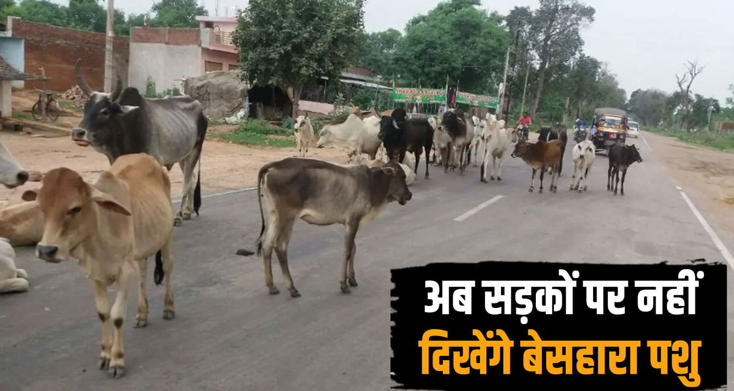 Shimla Stray Cattle free