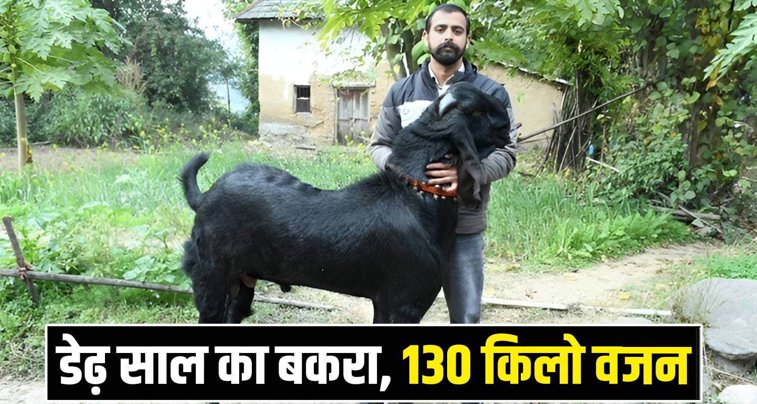 130kg beetal breed goat bilaspur himachal