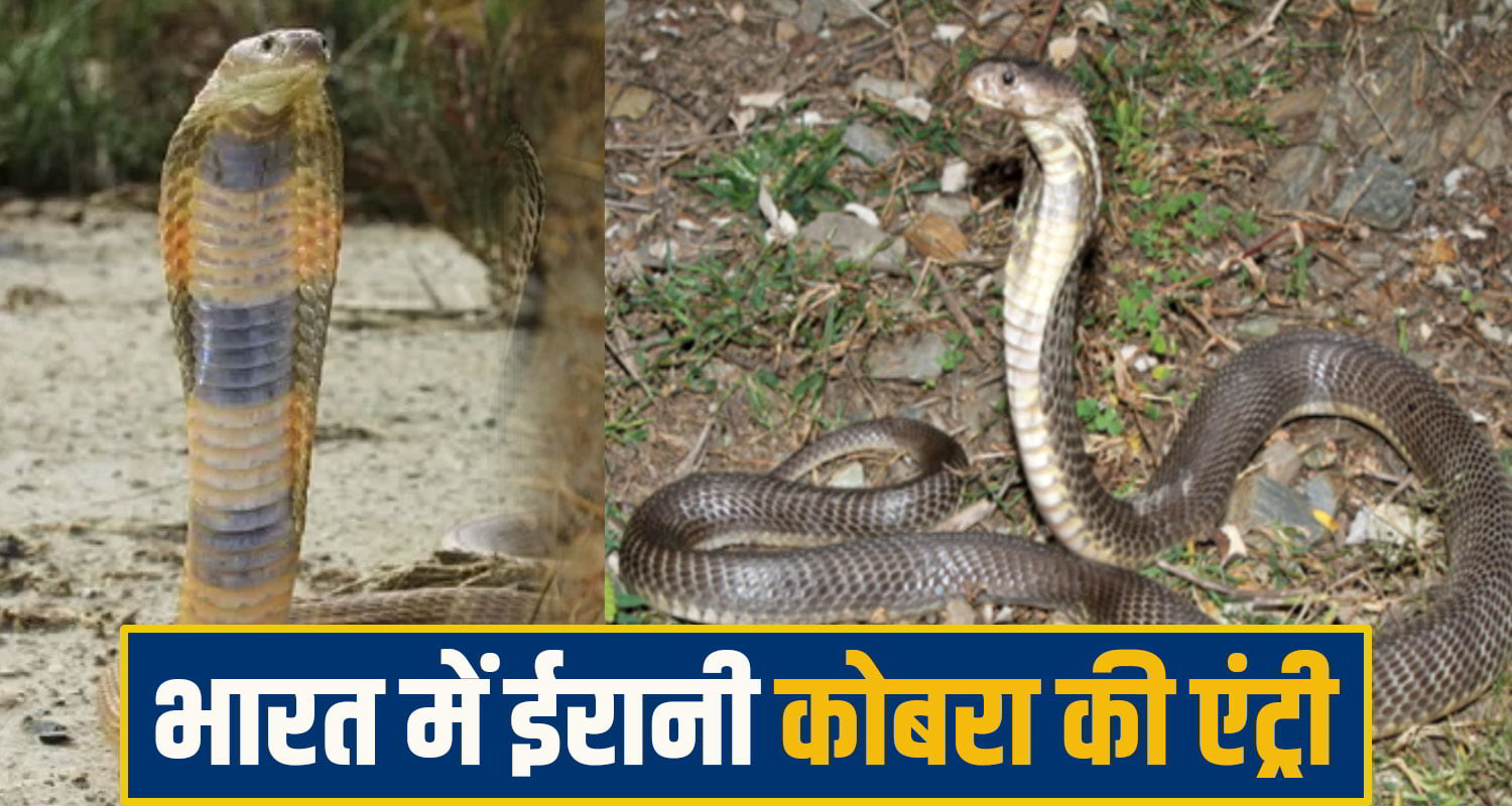 Caspian Cobra Himachal