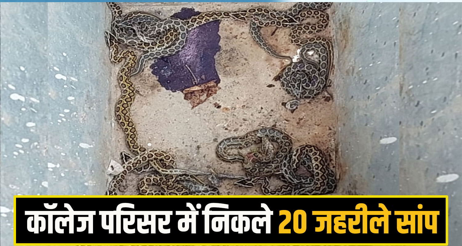 collage snake
