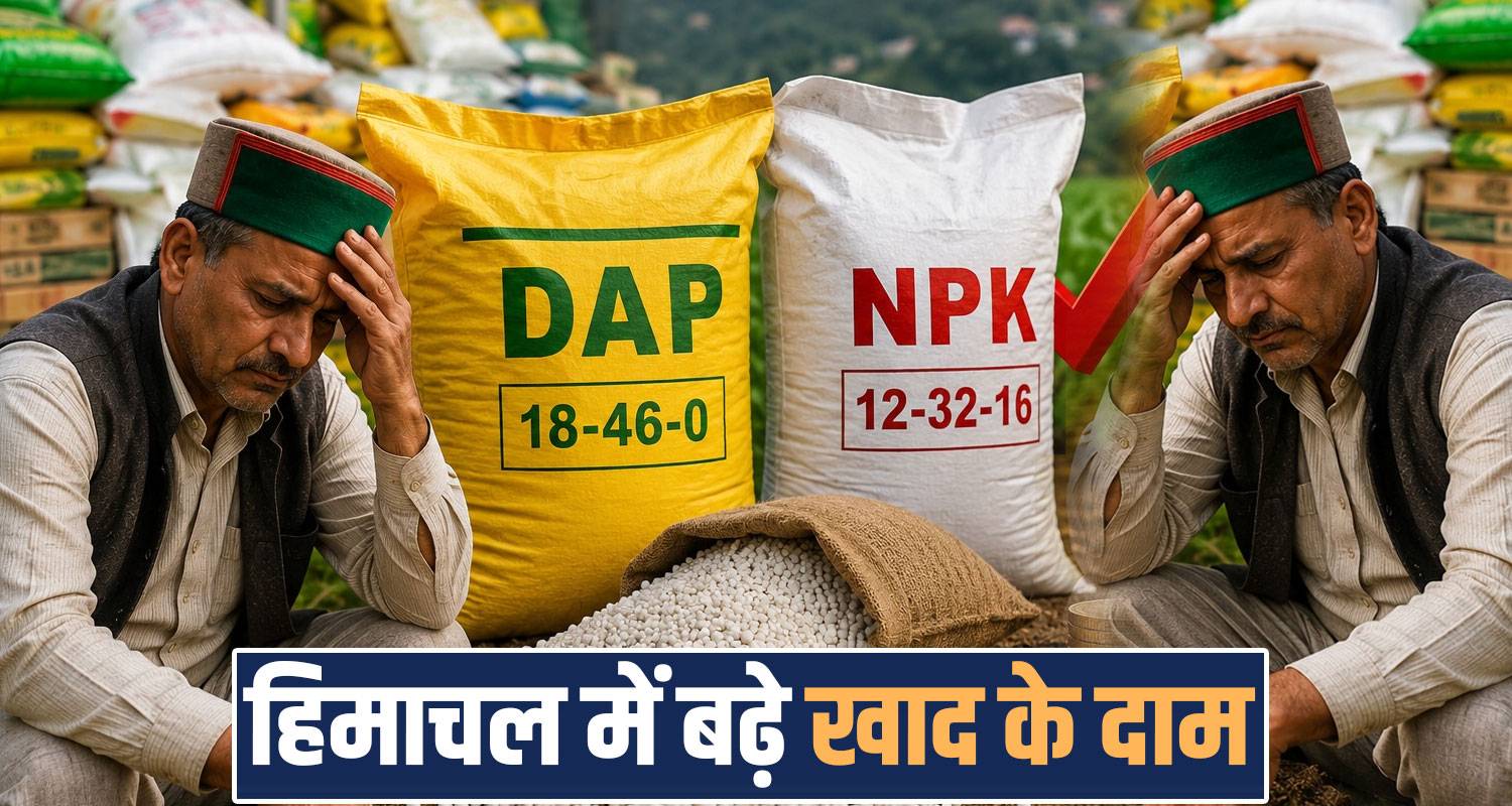 farmers npk dap fertilizers cost price hike himachal sukhu government