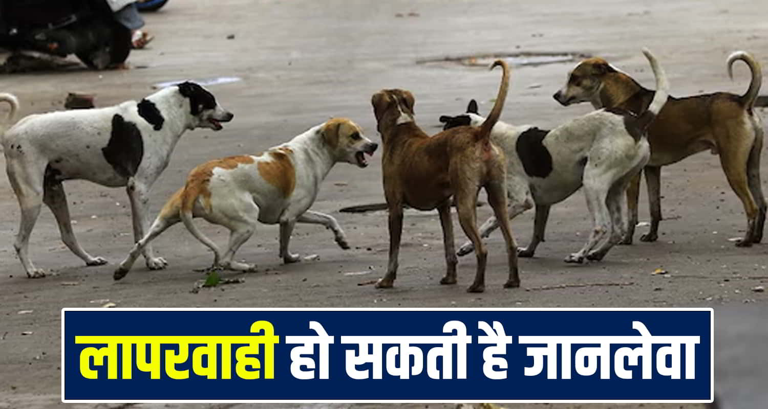 Dog Vaccination Drive Shimla