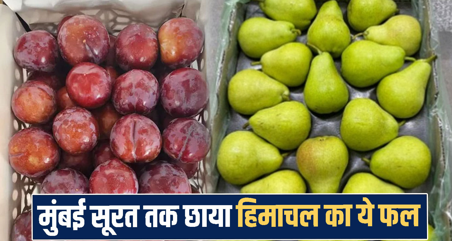 Himachal Pradesh news