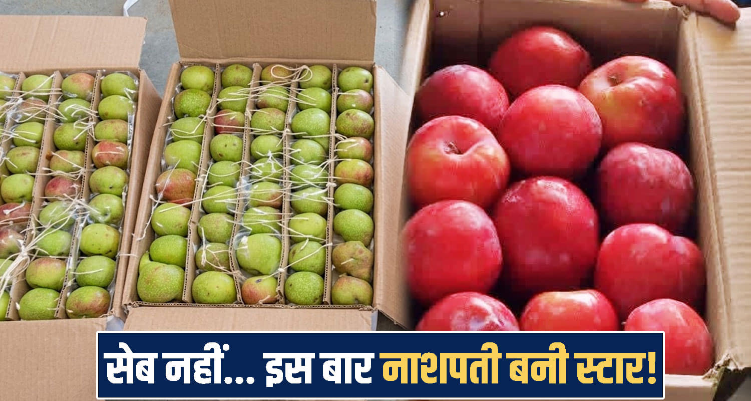 himachal Fruit Market News