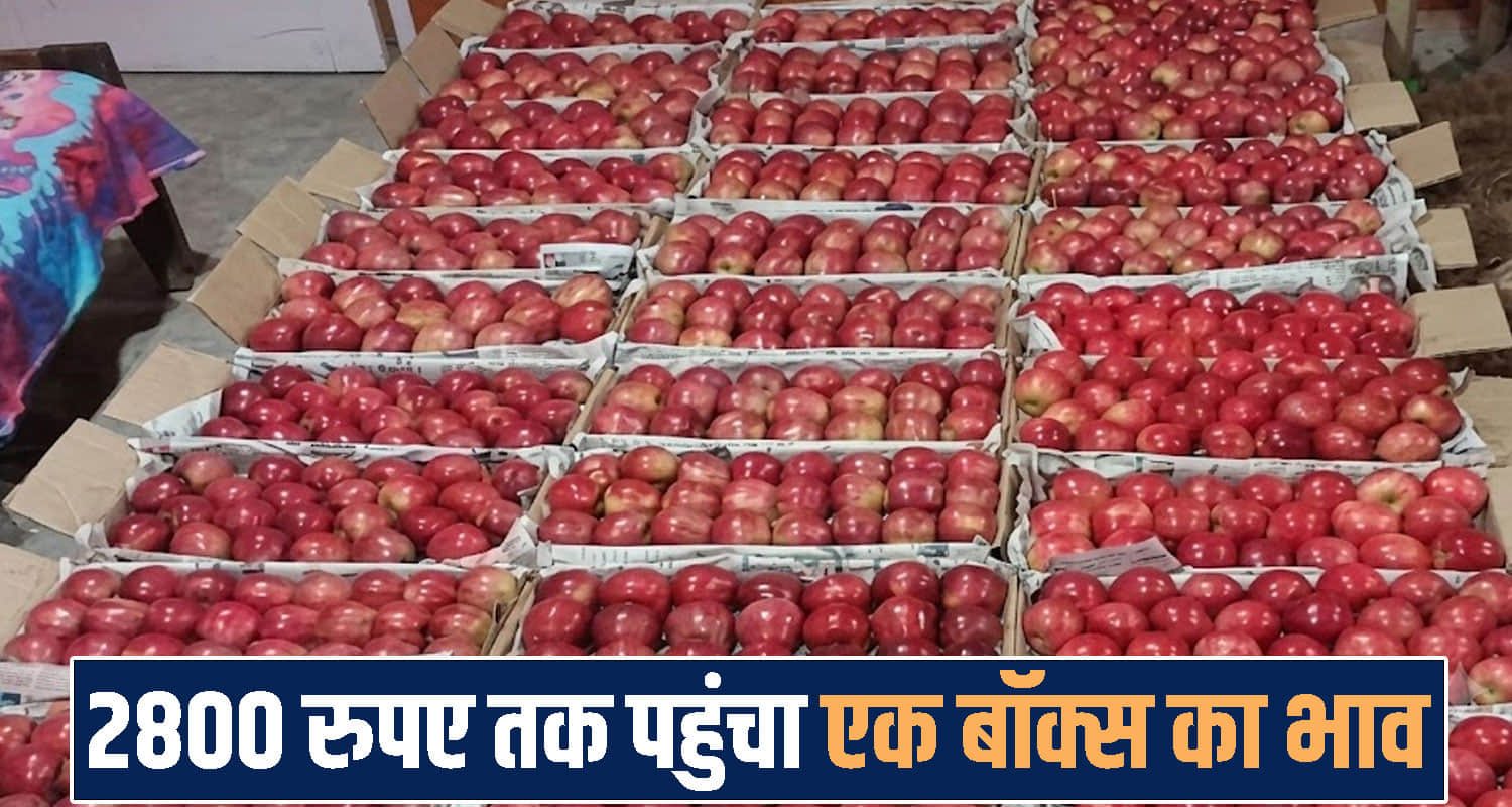 Solan Apple Market