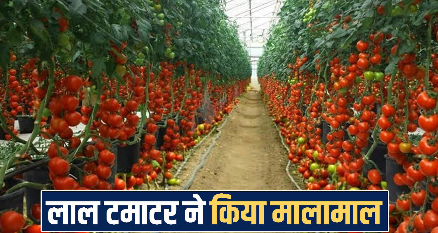 Tomato Farming Himachal