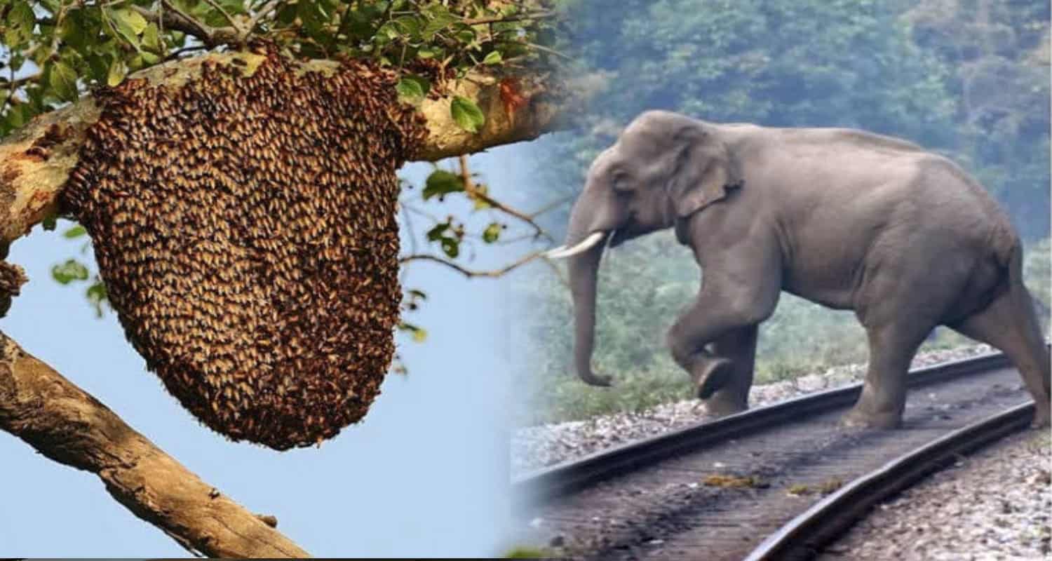 forest department sirmaur Himachal