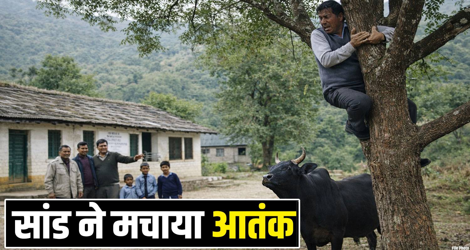 Kangra Bull Headmaster