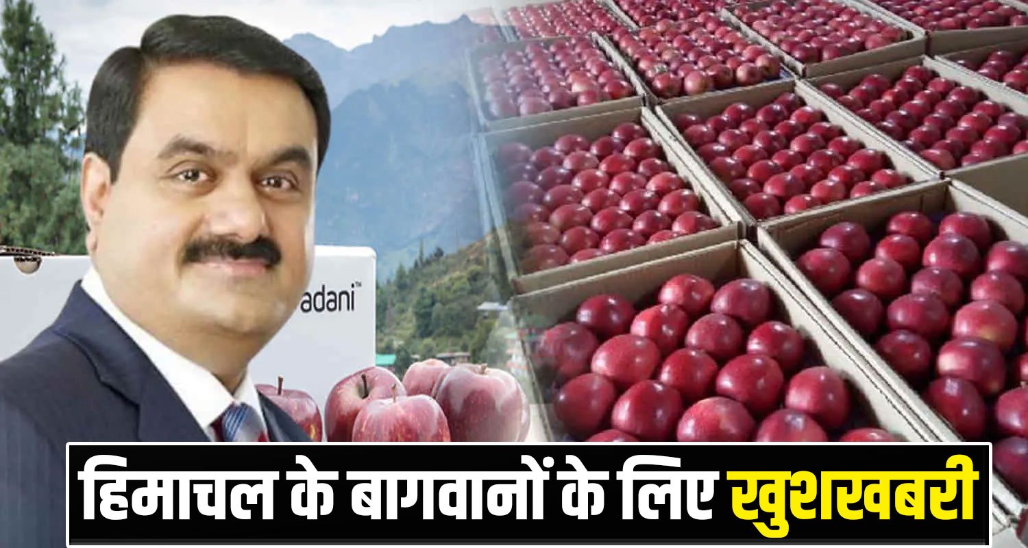 Himachal Apples Rates