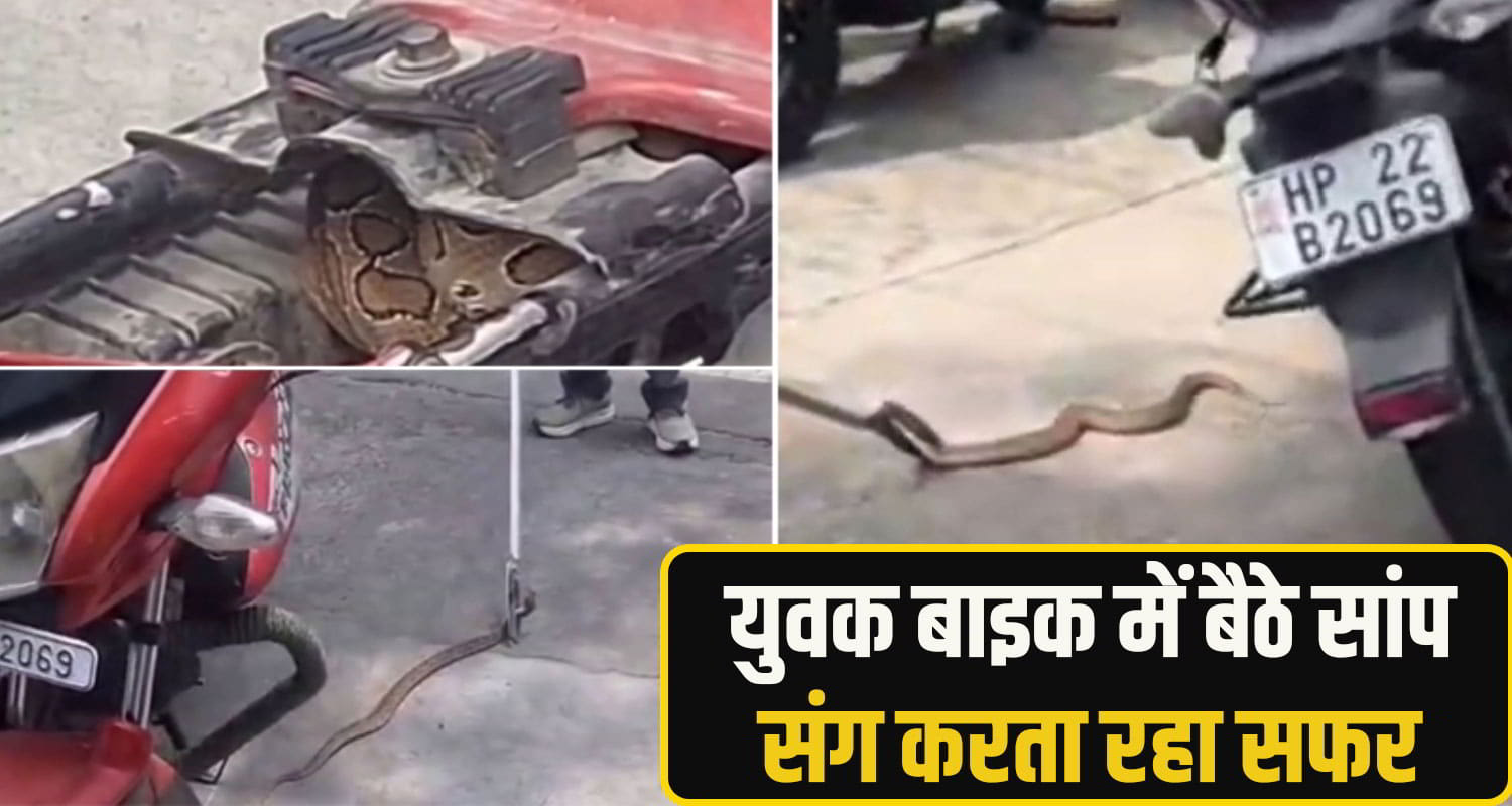 hamirpur snake