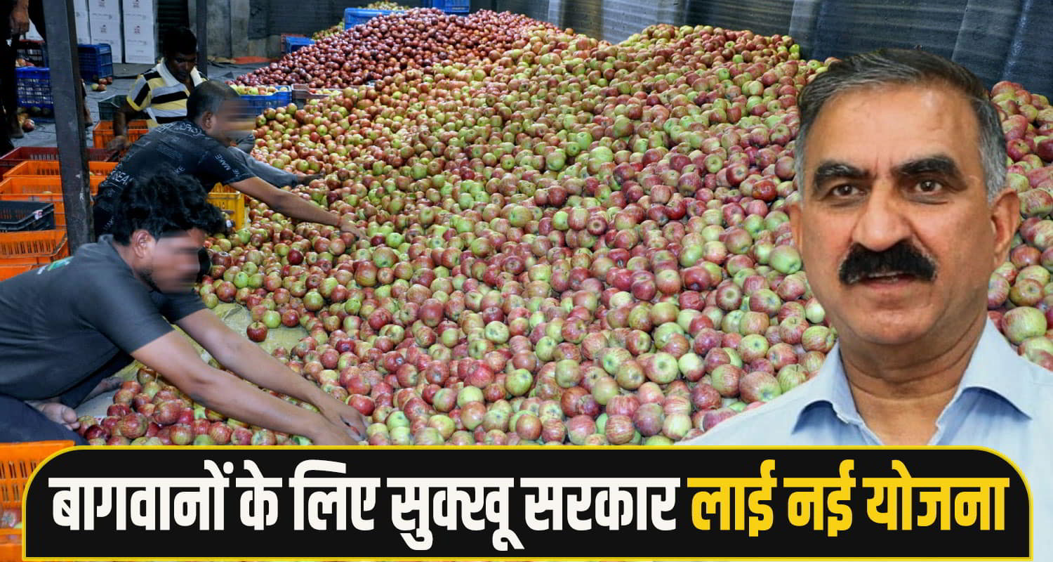 Himachal-apple-gardner