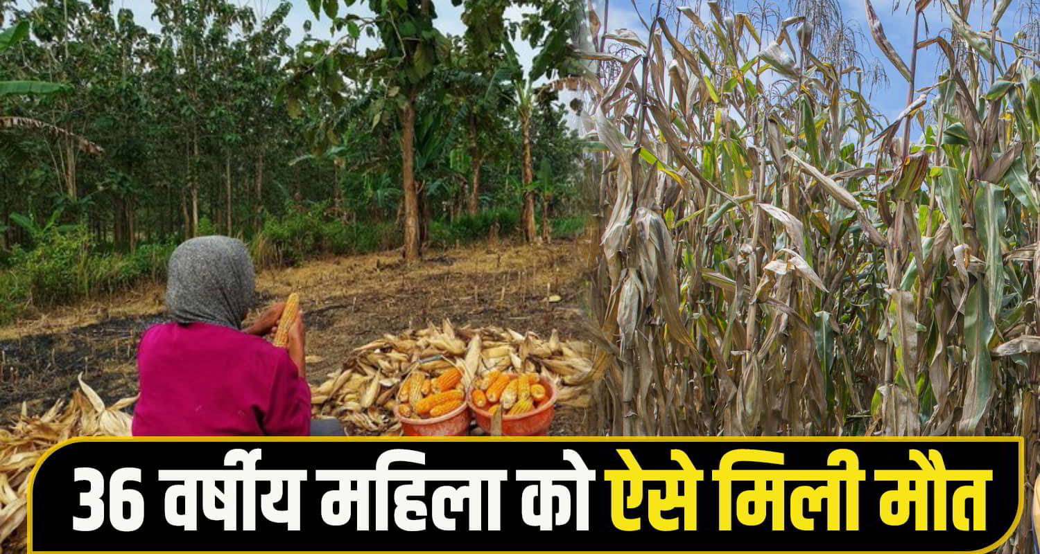 Himachal bilaspur News