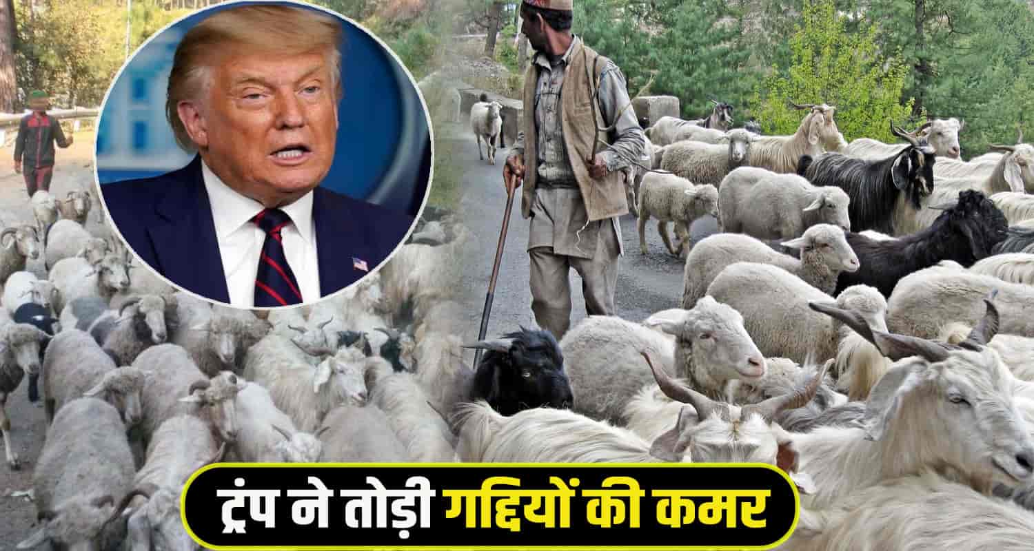 Himachal Gaddi community