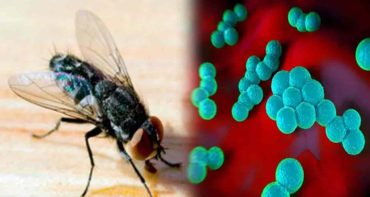IIT Mandi  Flies bacteria