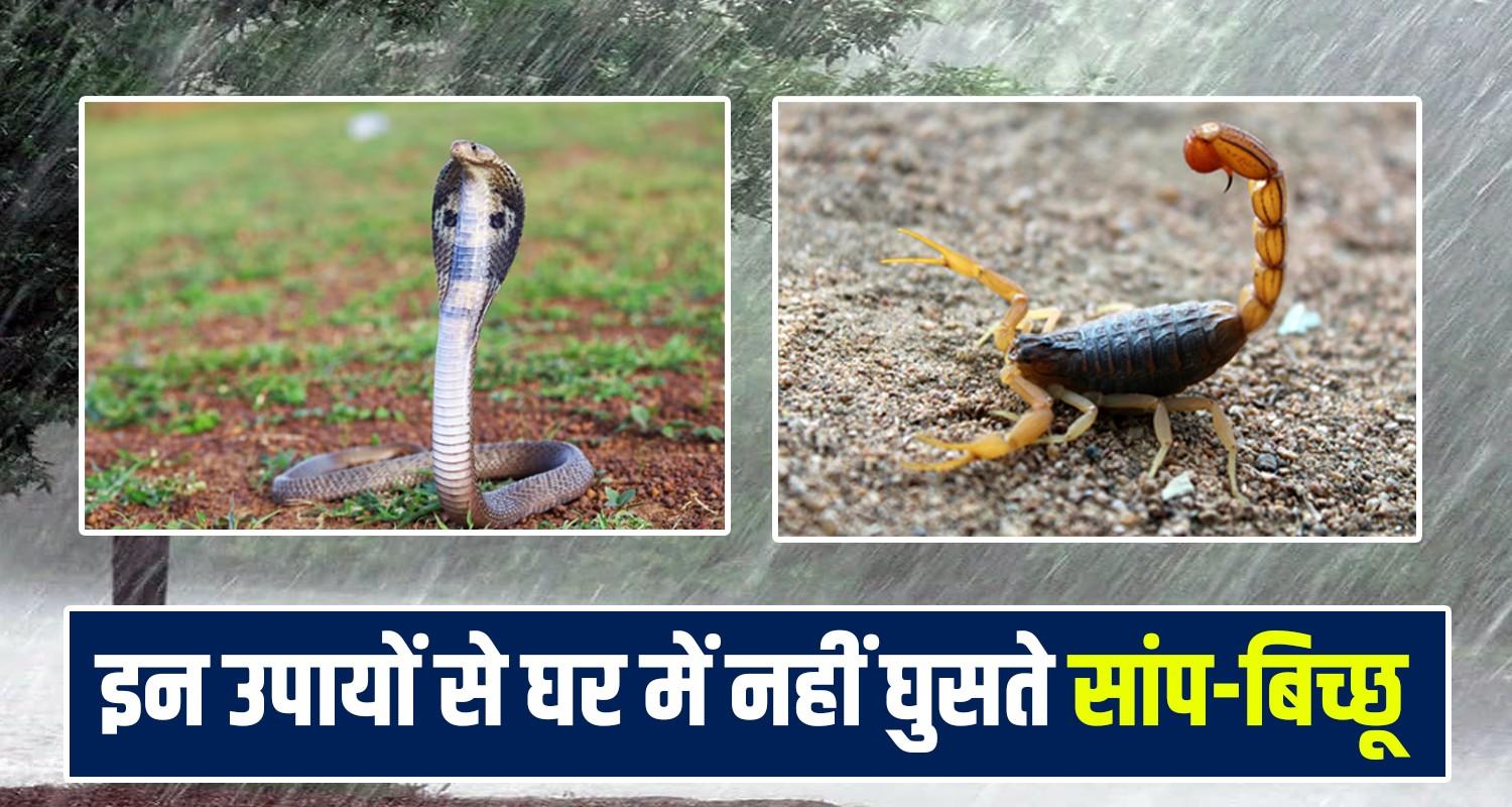 snake and scorpion