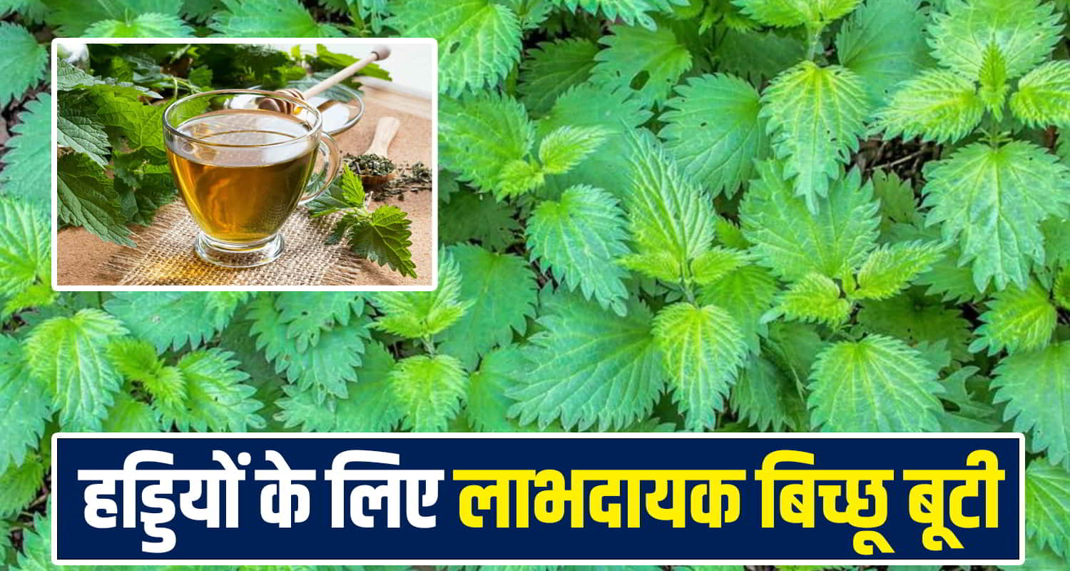 Bichhu Buti Benefits