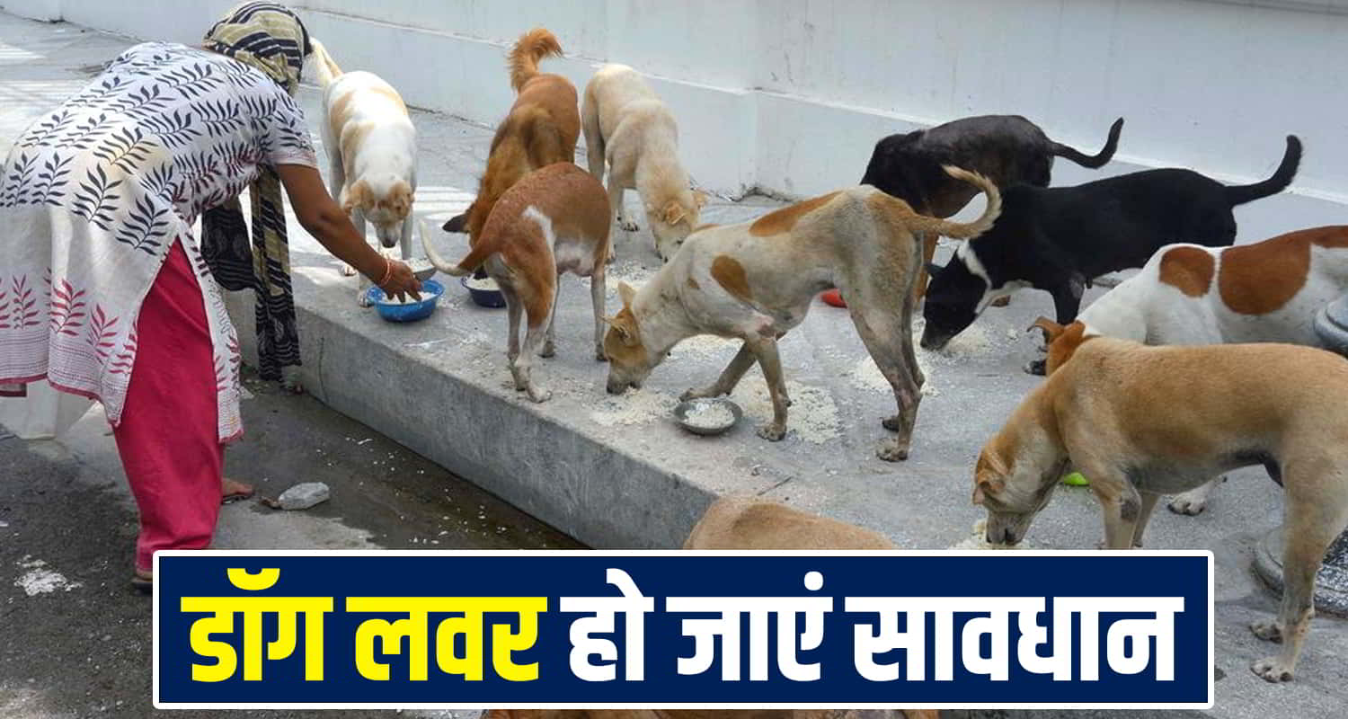 Street Feeding Dog Ban