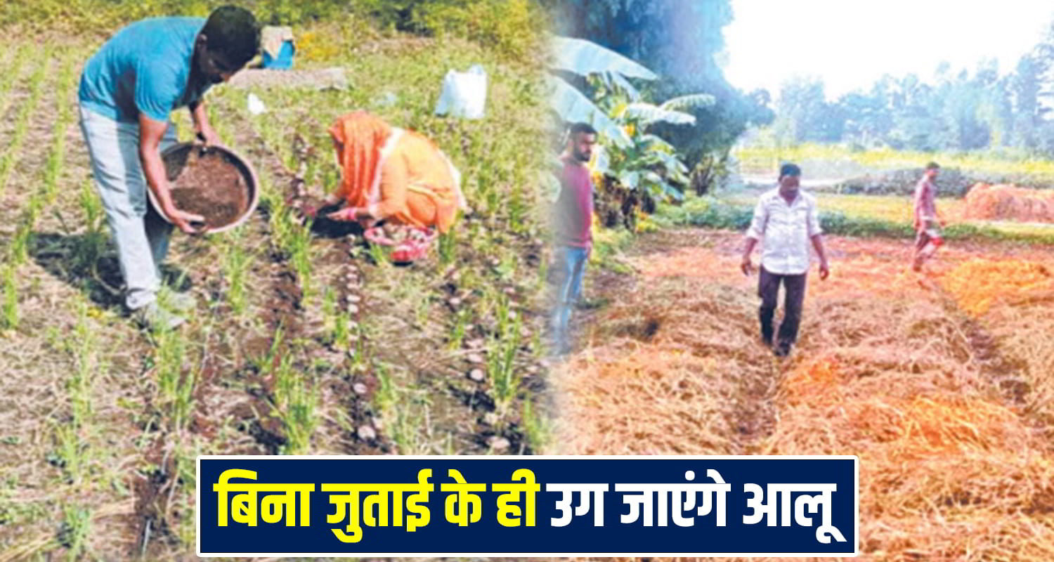 Potato Growing Method