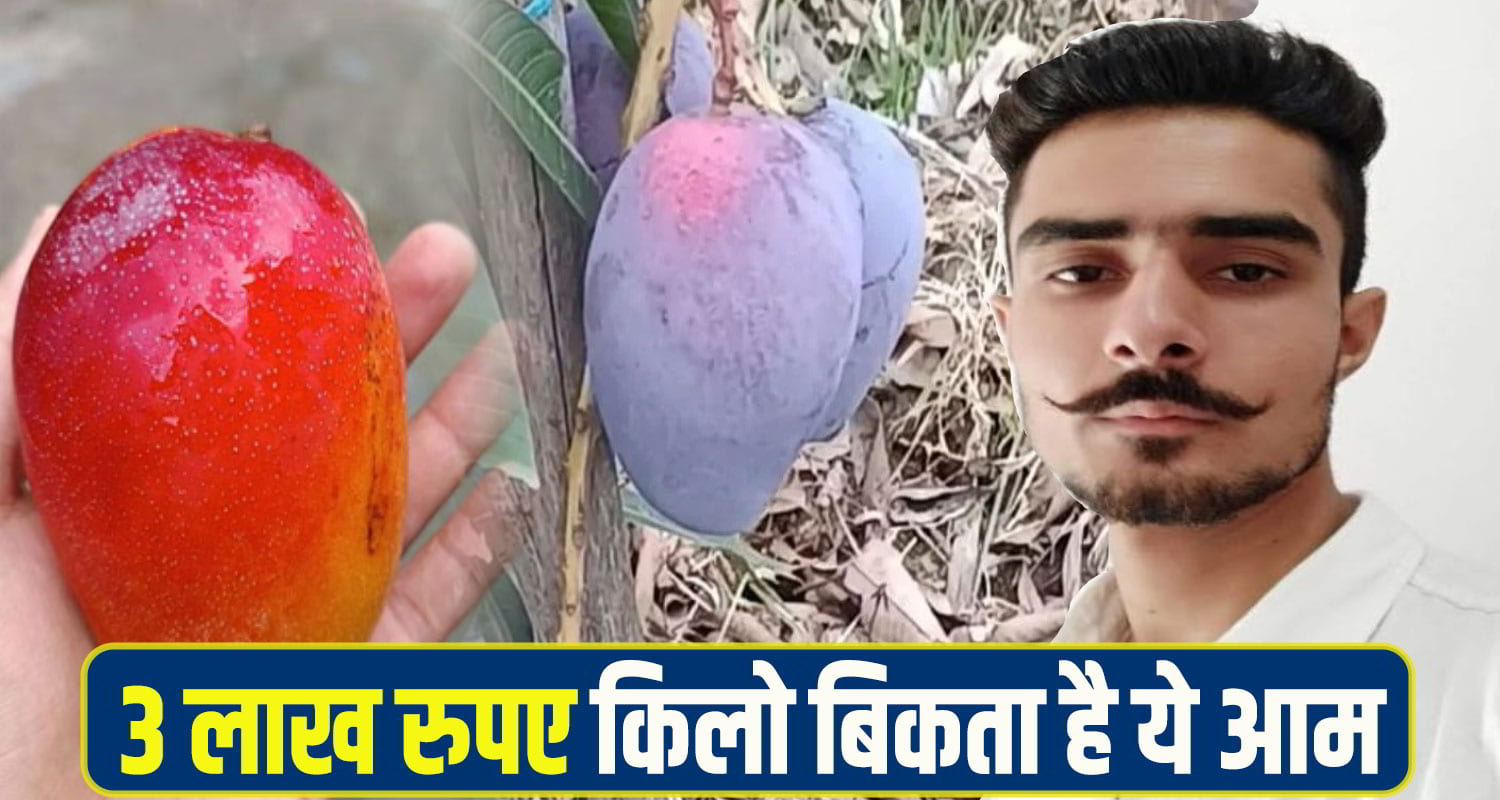 Nahan farmer grow Mango