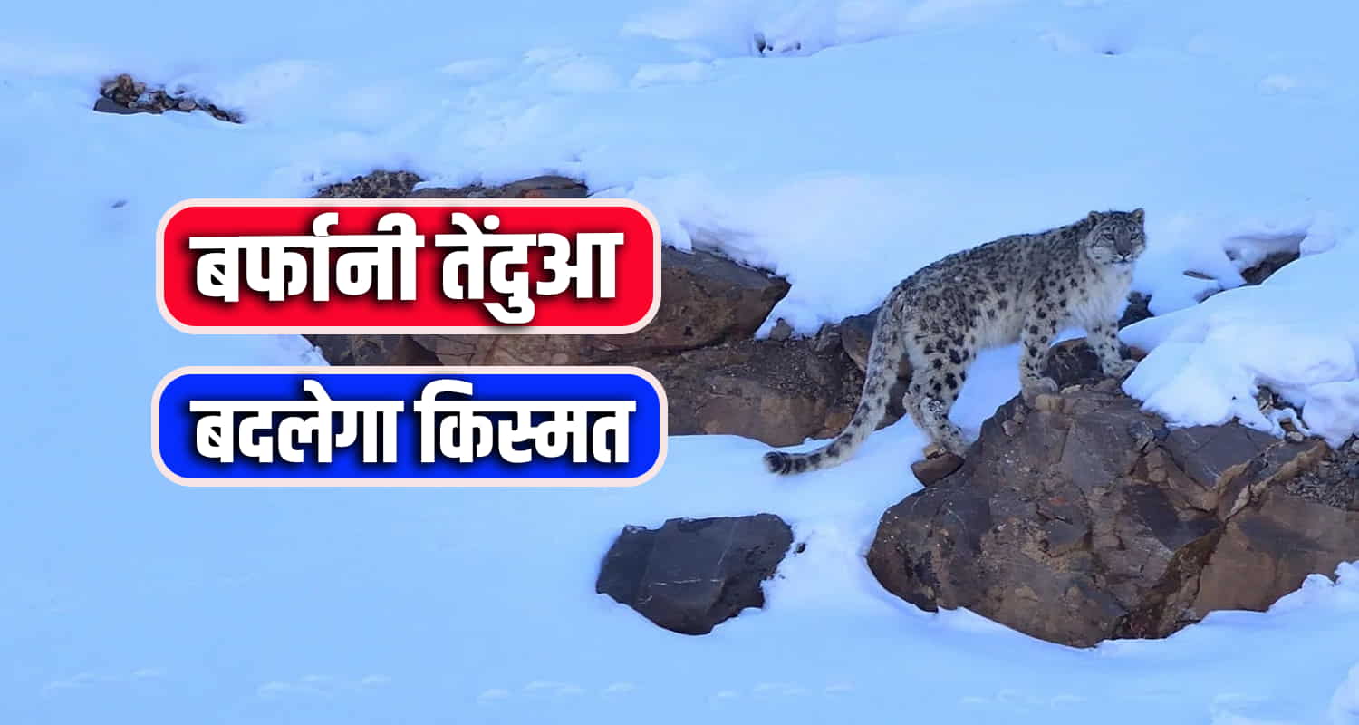 बर्फानी तेंदुआ बदलेगा किस्मत