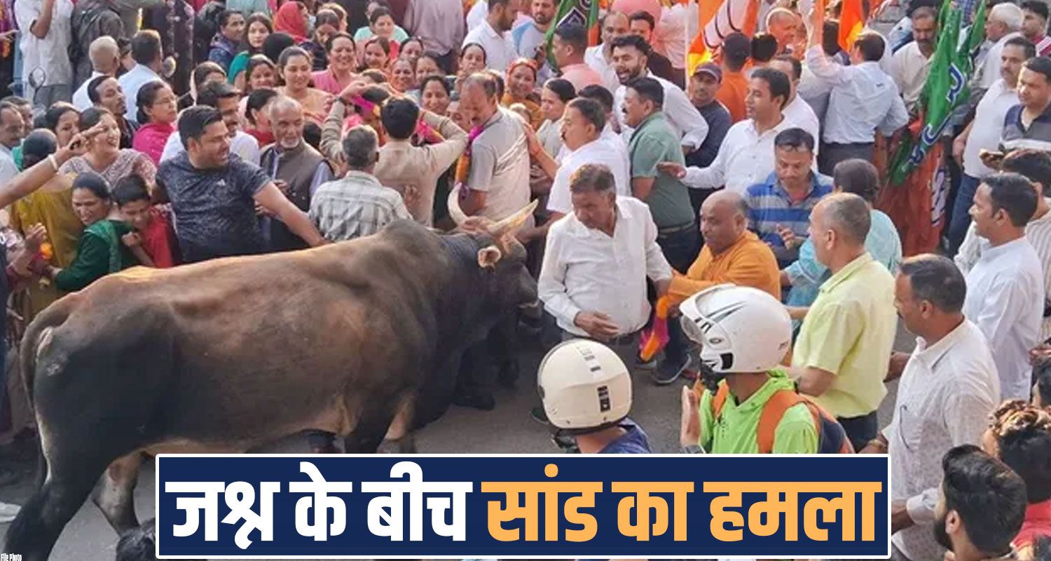 Himachal Municipal Election Celebrations bull 7 people jogindernagar mandi