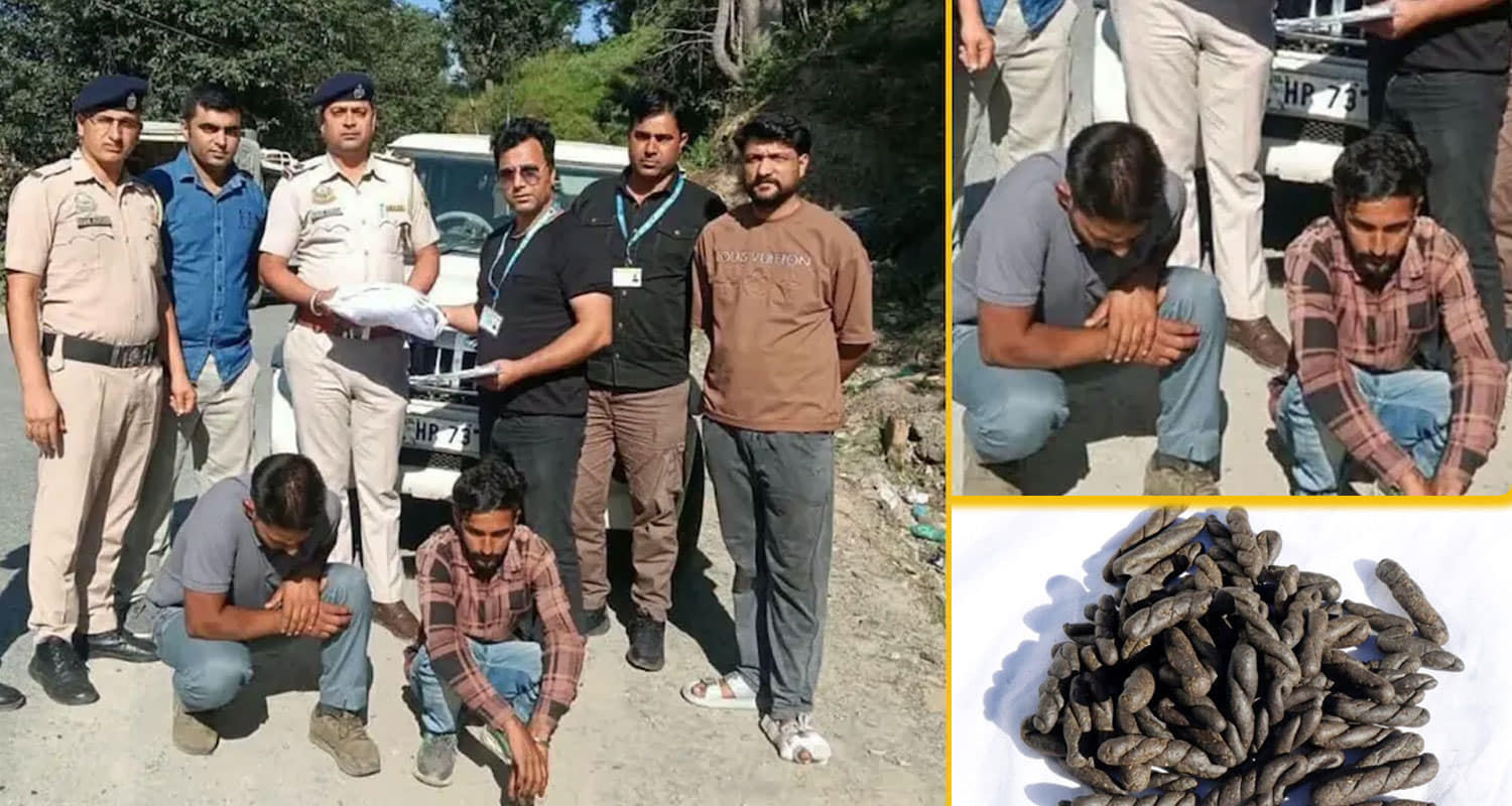 Himachal Drug Smuggling News