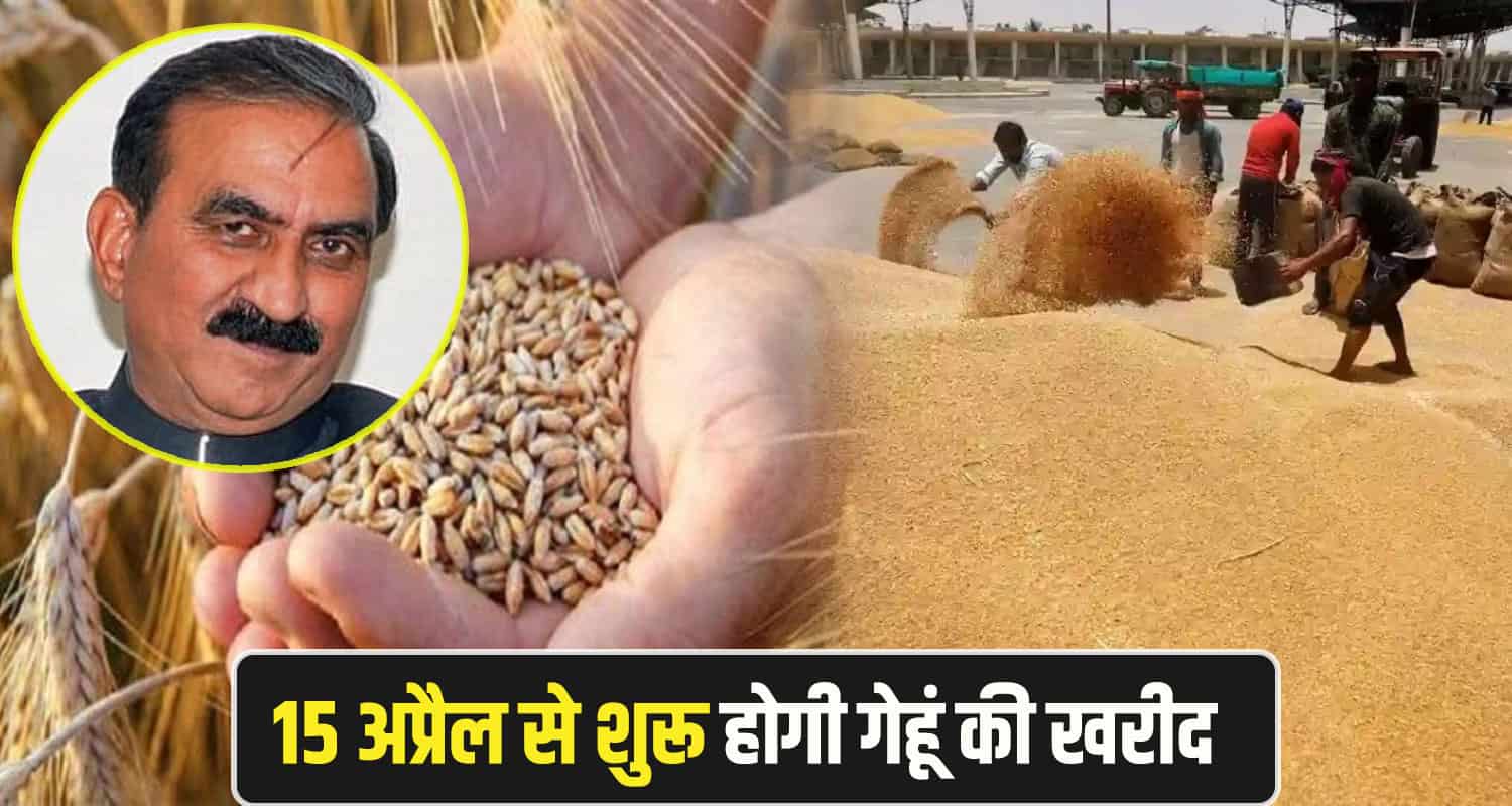sukhu Govt buy wheat